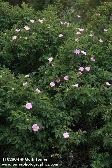 Rosa woodsii var. ultramontana