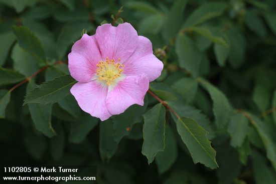 Rosa woodsii var. ultramontana