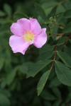 Pearhip Rose blossom & foliage