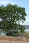 Siberian Elm at edge of Wanapum Reservoir
