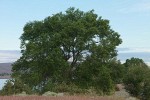 Siberian Elm at edge of Wanapum Reservoir