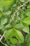 Siberian Elm foliage