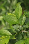 Siberian Elm foliage