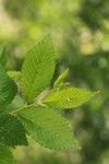 Siberian Elm foliage detail