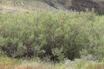 Sandbar Willow thicket