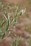 Sandbar Willow female ament & foliage