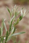 Sandbar Willow female ament & foliage