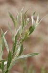 Sandbar Willow female ament & foliage