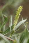 Sandbar Willow female ament & foliage detail
