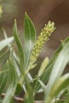 Sandbar Willow female ament & foliage detail