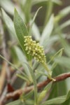 Sandbar Willow female ament & foliage detail