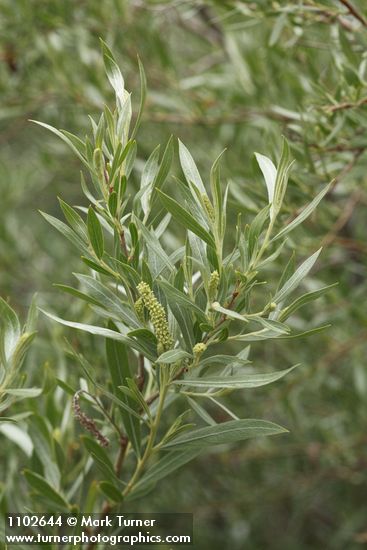 Salix sessilifolia