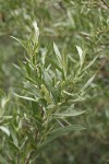 Sandbar Willow female aments & foliage