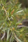 Sandbar Willow male aments & foliage