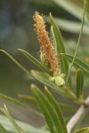Sandbar Willow male ament & foliage detail