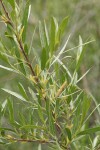 Sandbar Willow male aments & foliage
