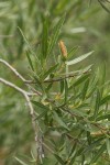 Sandbar Willow male aments & foliage