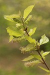White Mulberry blossoms & foliage