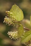 White Mulberry blossoms & foliage detail