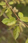 White Mulberry blossoms & foliage
