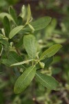 Bebb Willow foliage detail