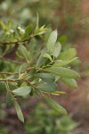 Bebb Willow foliage underside