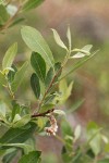 Bebb Willow foliage & mature female ament