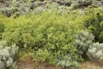 Bebb Willow thicket among Sagebrush