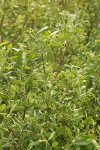 Bebb Willow foliage