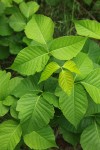 Western Poison-ivy foliage