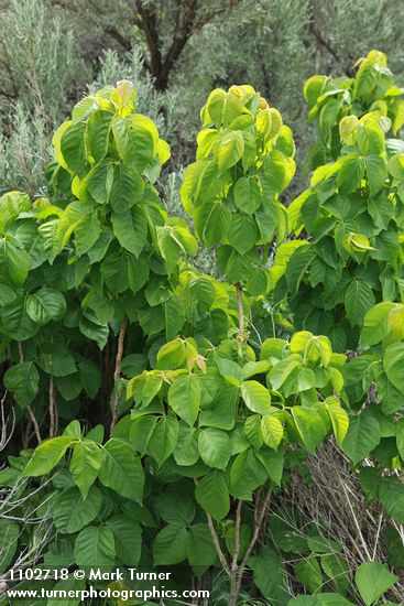 Toxicodendron rydbergii