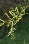 Peachleaf Willow male aments & foliage