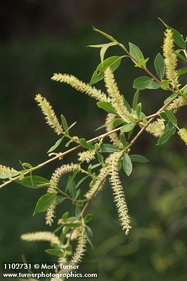 Salix amygdaloides