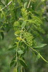 Peachleaf Willow female aments & foliage