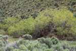 Peachleaf Willow w/ sagebrush & rabbitbrush soft fgnd