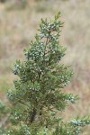 Rocky Mountain Juniper seed cones & foliage