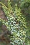 Rocky Mountain Juniper seed cones & foliage detail