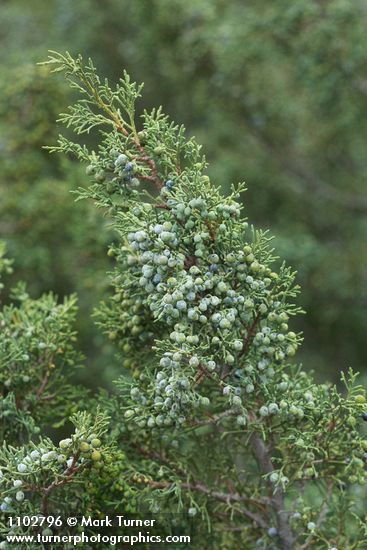 Juniperus scopulorum