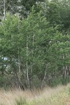 White Poplar