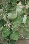 White Poplar foliage