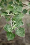White Poplar foliage