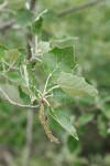 White Poplar foliage & mature female catkin