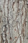 White Poplar bark