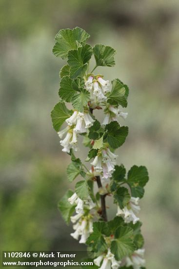 Ribes cereum