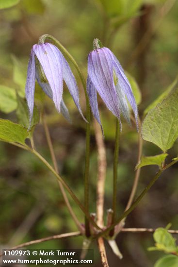 Clematis occidentalis