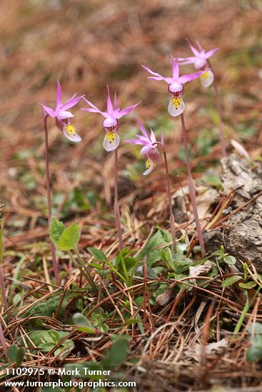 Calypso bulbosa