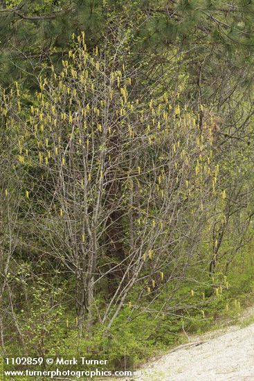Alnus incana ssp. tenuifolia