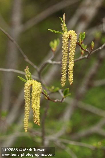 Alnus incana ssp. tenuifolia