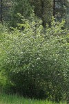 Black Hawthorn
