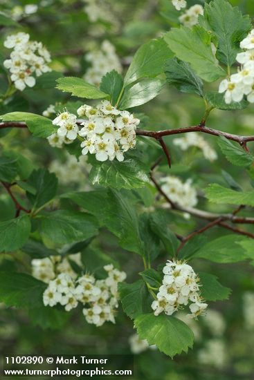 Crataegus douglasii